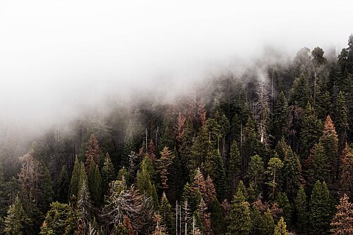 Ein heimischer Wald wird halb vom Nebel verdeckt