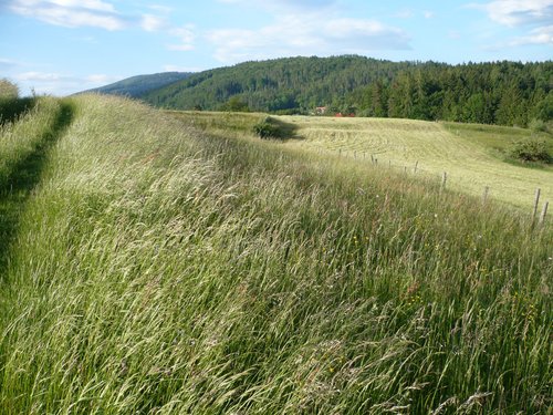 Foto einer Wiese im Sommer